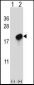 CMTM7 Antibody (N-term)